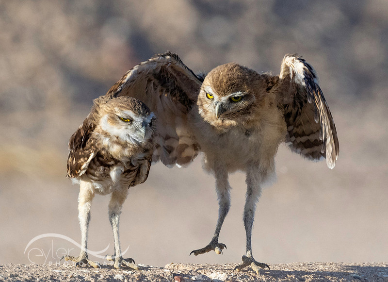 Sibling Burrowing Owlets