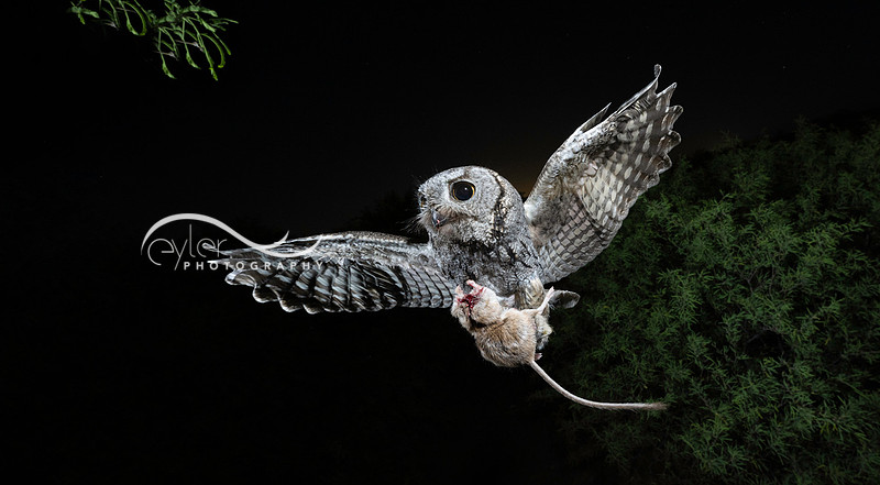 Screech Owl...with most of mouse