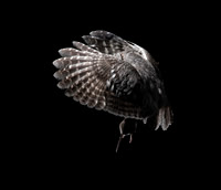 Screech Owl with mouse