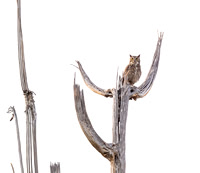 Great Horned Owl