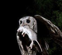 Screech Owl with mouse