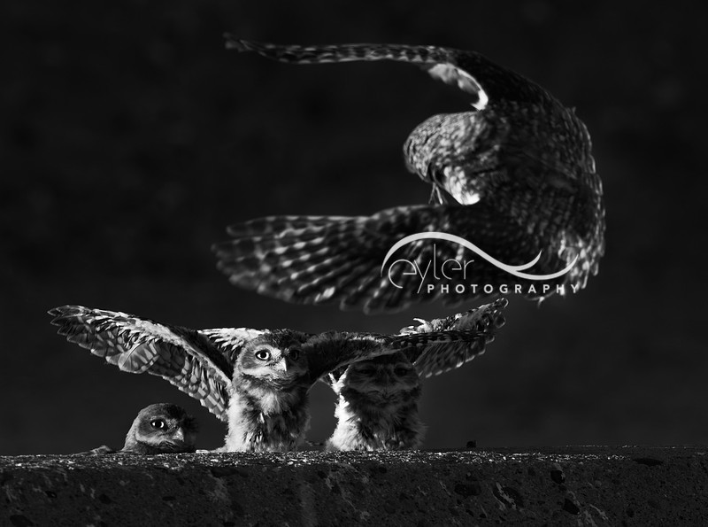 Burrowing Owl bringing food to Owlets