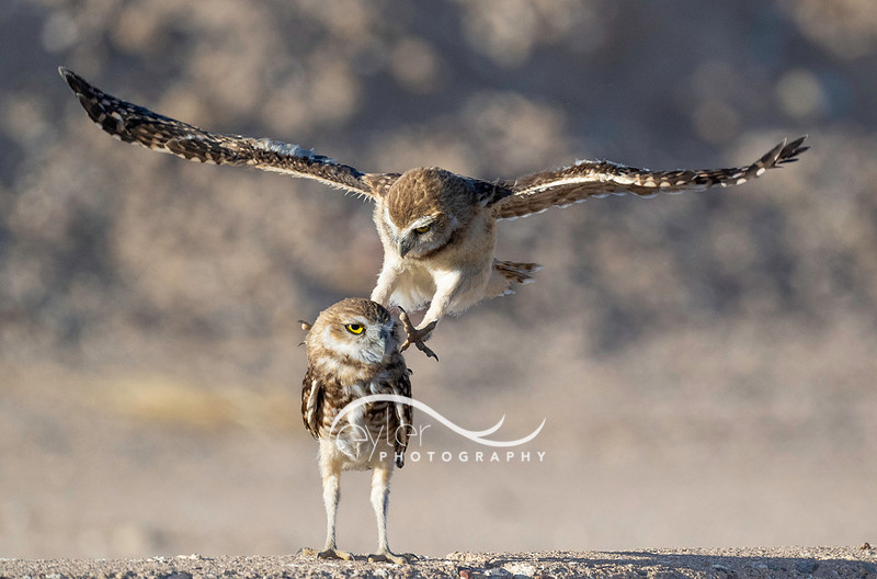 Sibling Burrowing Owlets