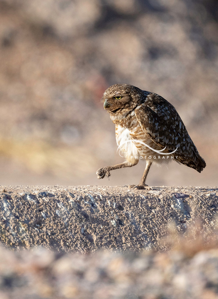 Burrowing Owl