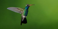Broad Billed Hummingbird