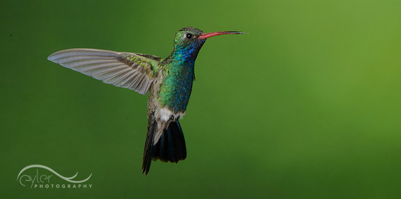 Broad Billed Hummingbird