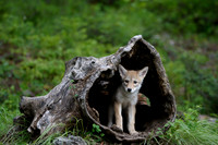 Coyote Pup