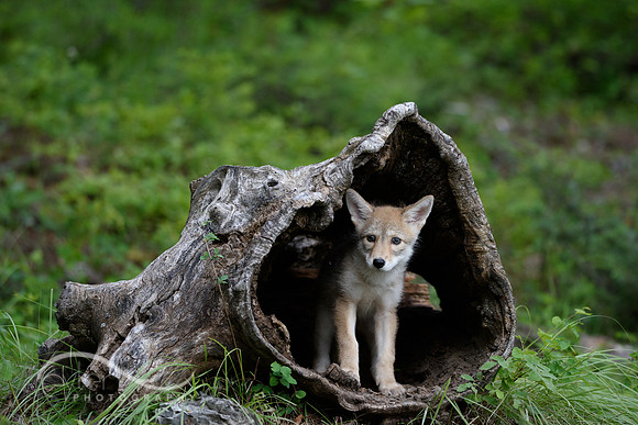 Coyote Pup