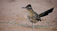 Roadrunner