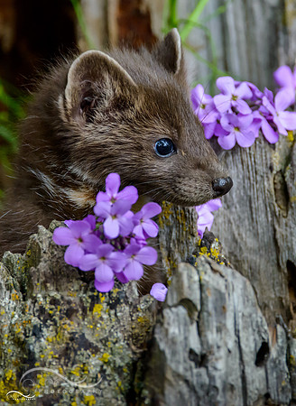 Baby Pine Marten