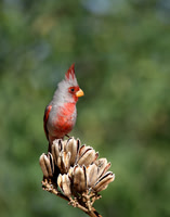 Pyrrhuloxia