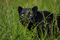 Leopards