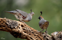 Gambel's Quail (male and female)