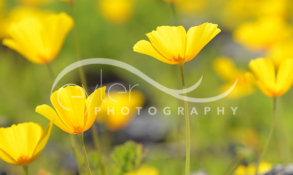 Poppies