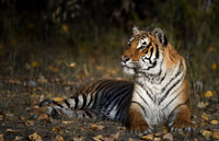 Tigers