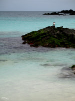Blue Footed Booby in Galapagos Islands