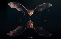 Bats