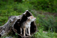 Coyote Pup