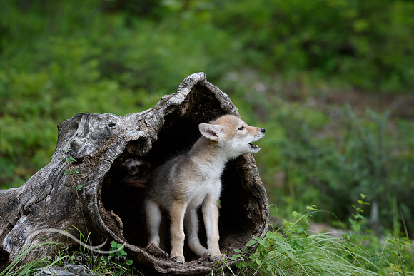Coyote Pup
