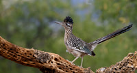 Roadrunner