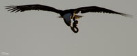 Eagle with Eel flying directly  overhead