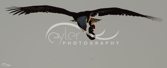 Eagle with Eel flying directly  overhead