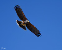 Harris Hawk