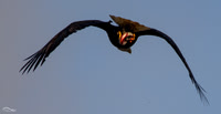 Eagle with Eel flying directly  overhead