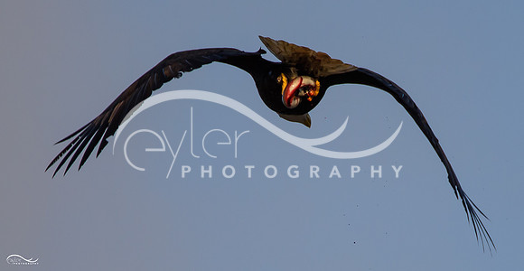 Eagle with Eel flying directly  overhead