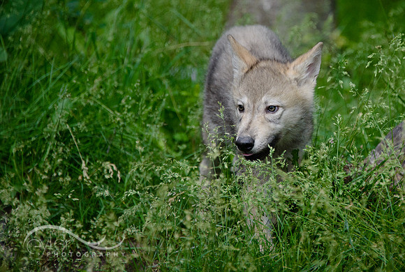 Wolf Pups