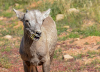 Big Horn Sheep- Utah AZ boarder