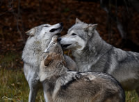 Wolves and pups