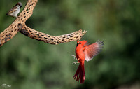 Cardinal