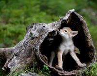 Coyote Pup