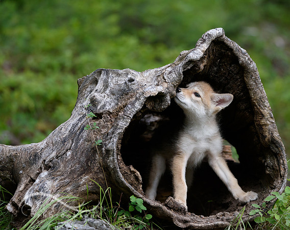 Coyote Pup