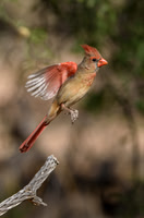 Cardinal (female)
