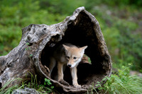 Coyote Pup