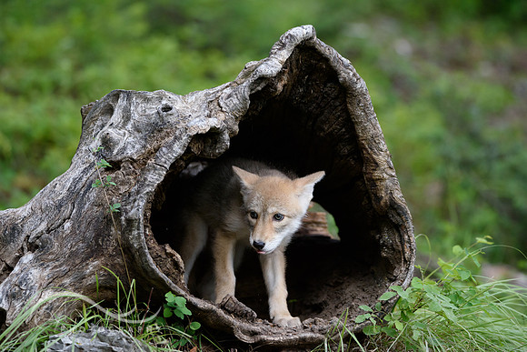 Coyote Pup