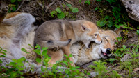 Coyote pup with Adult