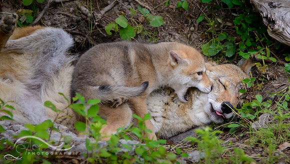 Coyote pup with Adult