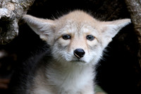 Coyote Pup