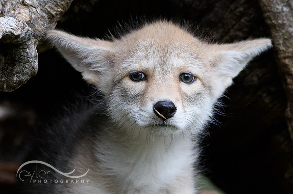 Coyote Pup