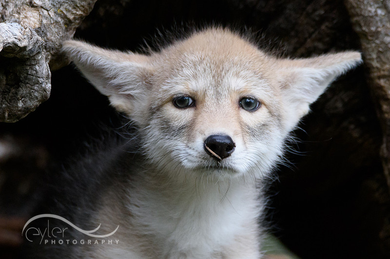 Coyote Pup