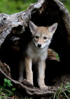 Coyote Pup