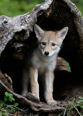 Coyote Pup