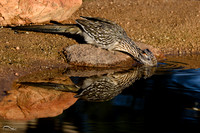 Roadrunner drinking
