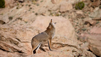 Coyote