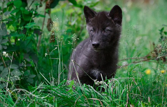 Wolf Pup