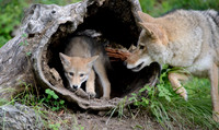 Coyote Pup