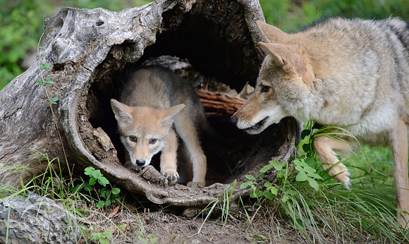 Coyote Pup